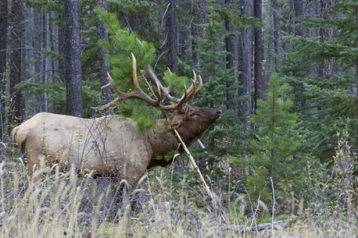 Framed Print : Rocky Mountain Bull Elk Framed Print : Rocky Mountain Bull Elk