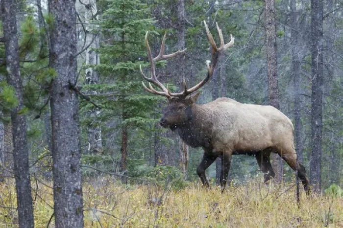 Framed Print : Rocky Mountain Bull Elk