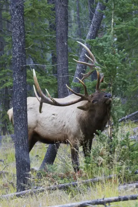Framed Print : Rocky Mountain Bull Elk Framed Print : Rocky Mountain Bull Elk