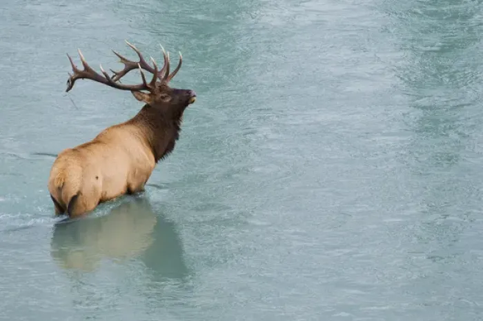 Framed Print : Rocky Mountain Bull Elk