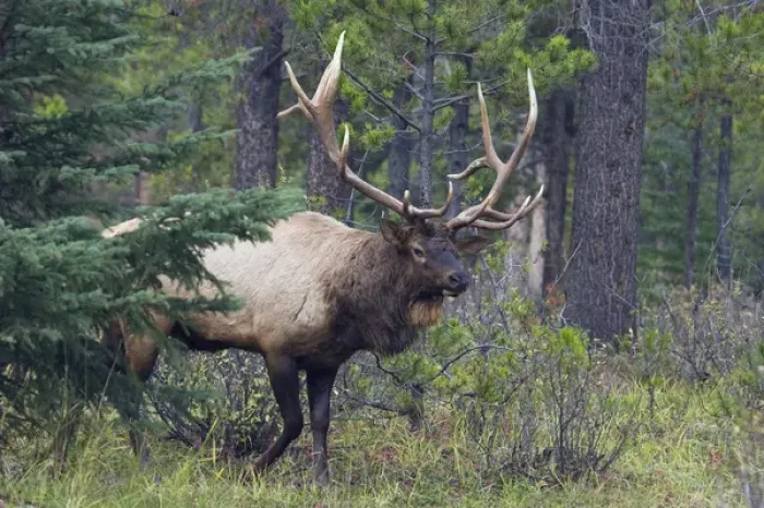Framed Print : Rocky Mountain Bull Elk