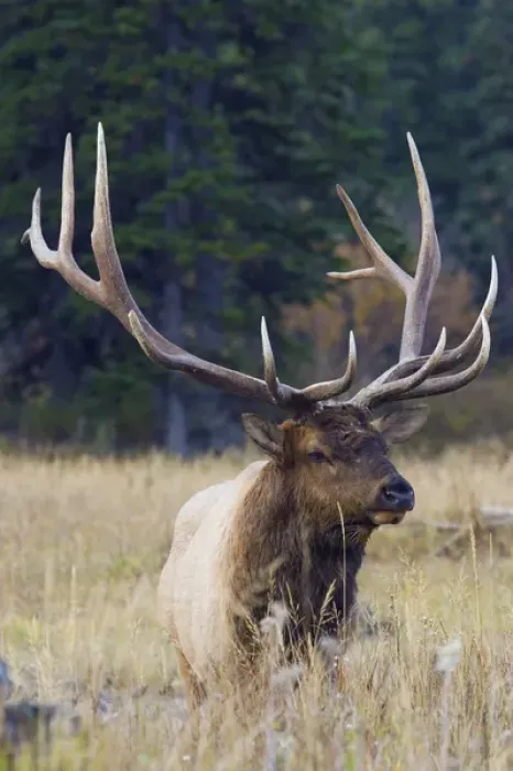 Framed Print : Rocky Mountain Bull Elk Framed Print : Rocky Mountain Bull Elk