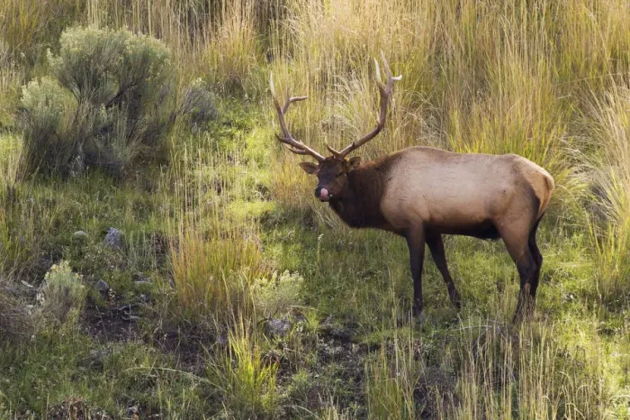 Framed Print : Rocky Mountain Bull Elk Framed Print : Rocky Mountain Bull Elk