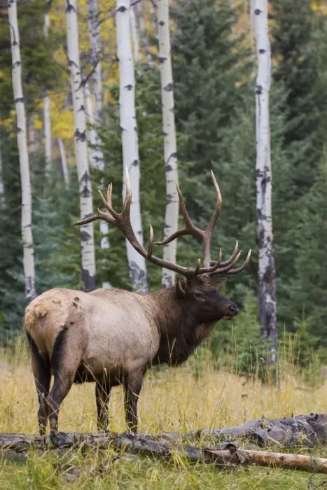 Framed Print : Rocky Mountain Bull Elk