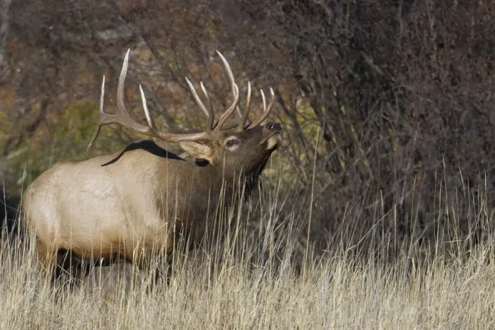Framed Print : Rocky Mountain bull elk Framed Print : Rocky Mountain bull elk