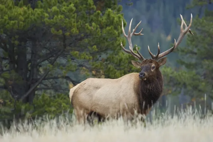 Framed Print : Rocky Mountain bull elk