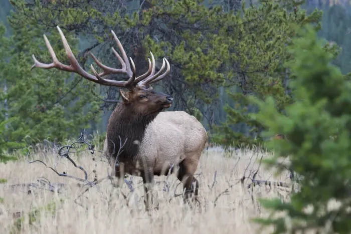 Framed Print : Rocky Mountain Bull Elk Framed Print : Rocky Mountain Bull Elk