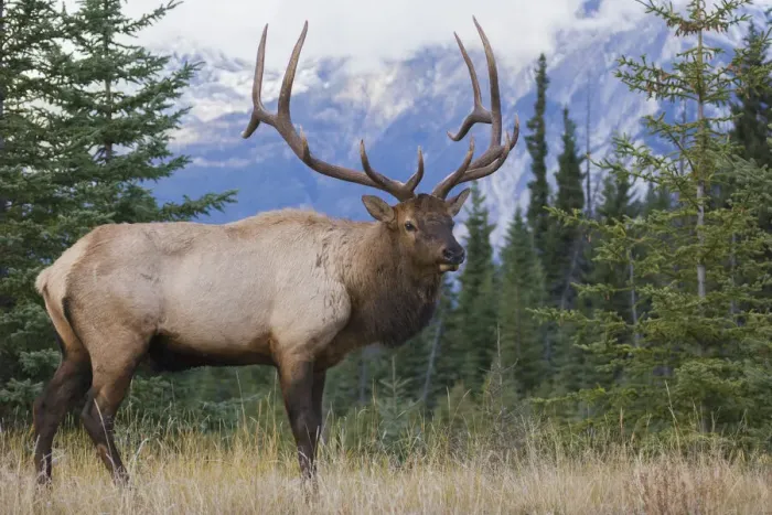 Framed Print : Rocky Mountain bull elk