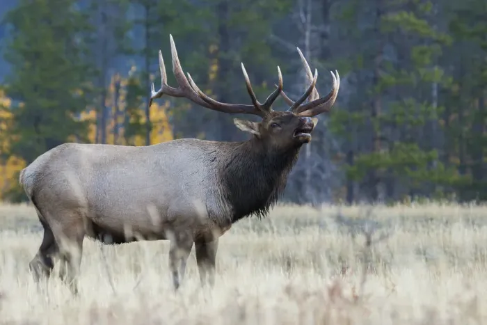 Framed Print : Rocky Mountain bull elk Framed Print : Rocky Mountain bull elk