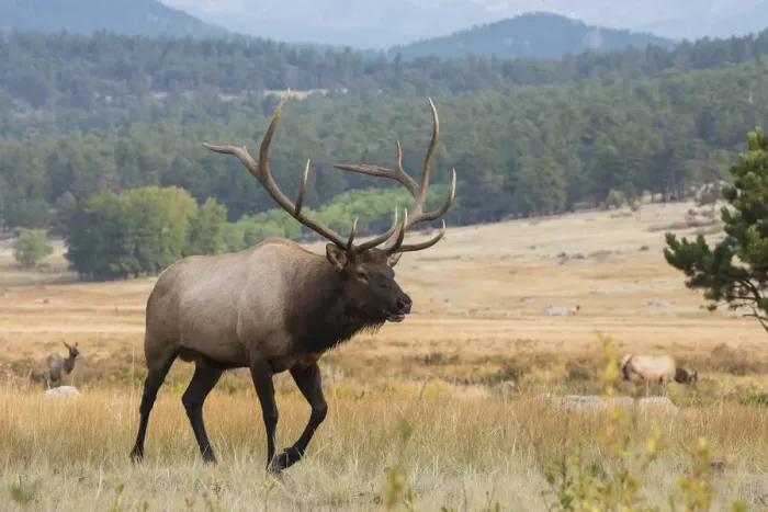 Framed Print : Rocky Mountain bull elk Framed Print : Rocky Mountain bull elk