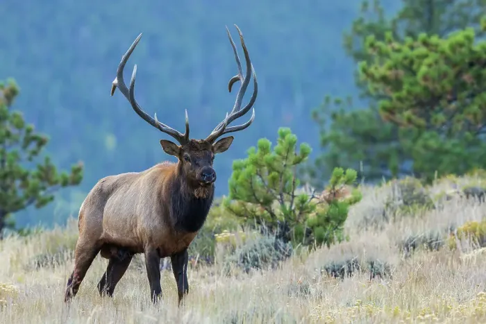 Framed Print : Rocky Mountain bull elk Framed Print : Rocky Mountain bull elk