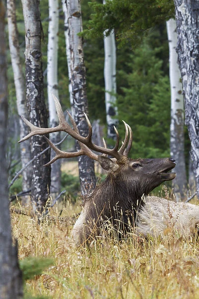 Rocky Mountain bull elk, aspen trees