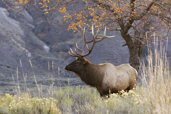 Rocky Mountain Bull Elk, Autumn Morning
