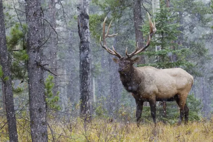 Framed Print : Rocky Mountain Bull Elk, autumn snow