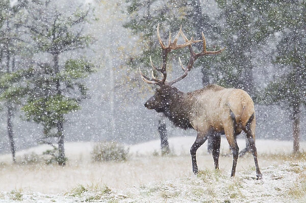 Rocky Mountain Bull Elk, autumn snow