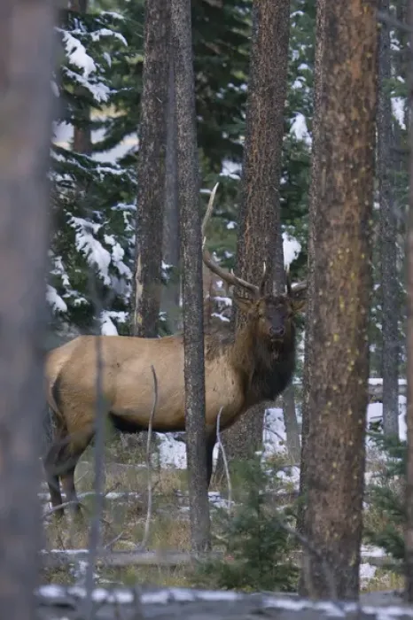 Framed Print : Rocky Mountain Bull Elk, autumn snow Framed Print : Rocky Mountain Bull Elk, autumn snow
