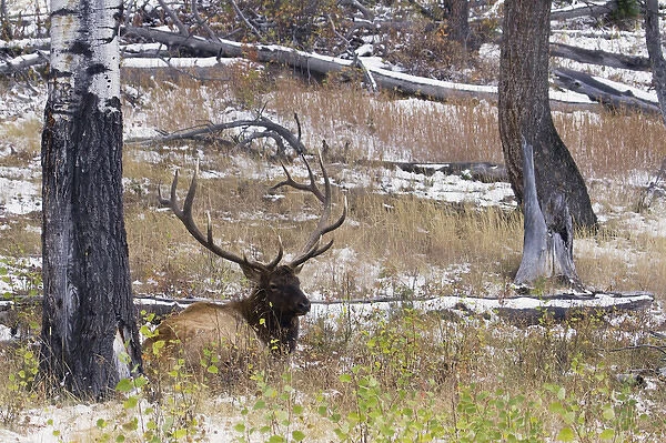 Rocky Mountain Bull Elk, autumn snow