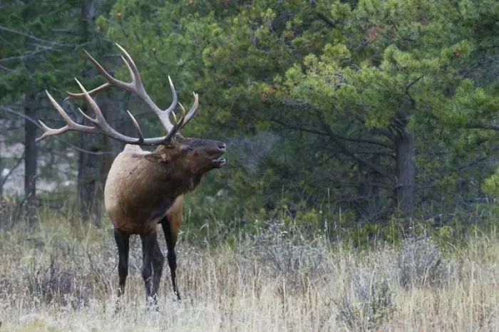 Framed Print : Rocky Mountain Bull Elk Bugling Framed Print : Rocky Mountain Bull Elk Bugling
