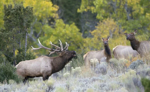 Rocky Mountain Bull Elk Bugling