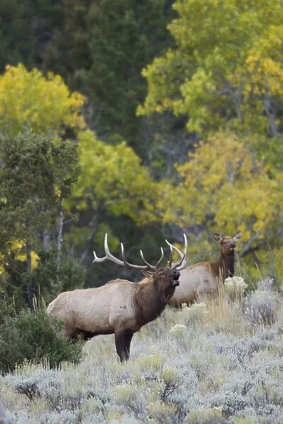 Rocky Mountain bull elk bugling