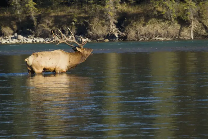 Framed Print : Rocky Mountain bull elk bugling Framed Print : Rocky Mountain bull elk bugling