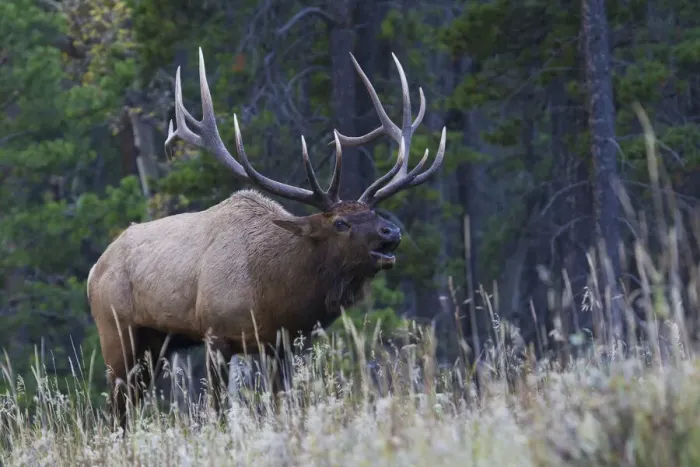 Framed Print : Rocky Mountain bull elk bugling Framed Print : Rocky Mountain bull elk bugling