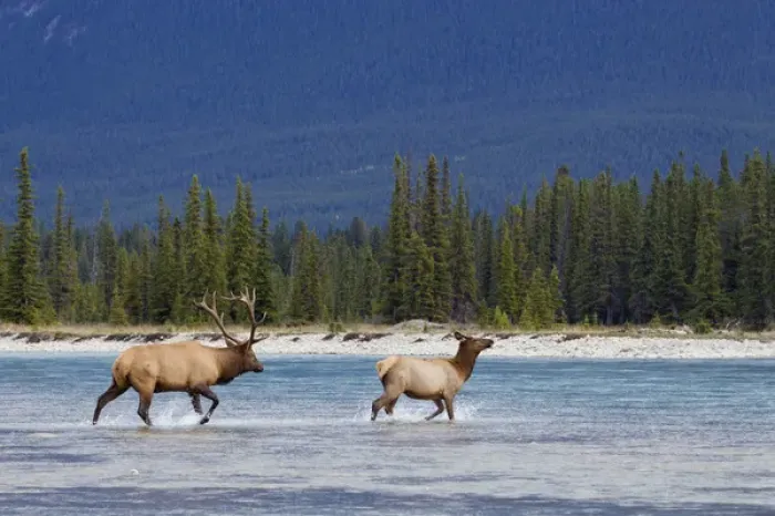 Framed Print : Rocky Mountain Bull Elk Chasing Cow