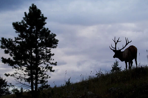 Rocky Mountain Bull Elk at Dusk