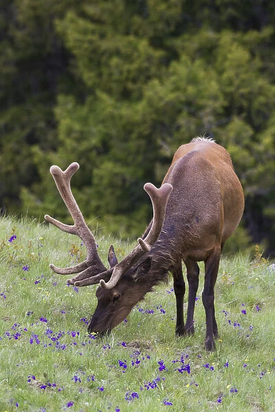 Rocky Mountain bull elk early summer foraging among forest monkshood