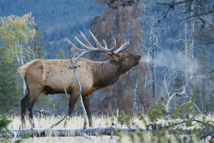 Framed Print : Rocky Mountain bull elk morning bugle Framed Print : Rocky Mountain bull elk morning bugle