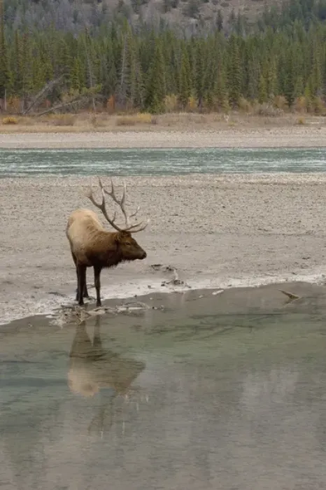 Framed Print : Rocky Mountain Bull Elk Reflecting