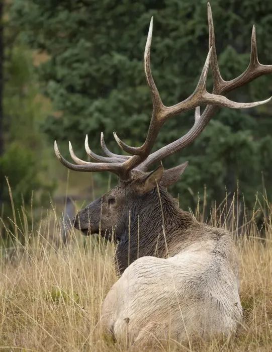 Framed Print : Rocky mountain bull elk resting, Cervus elaphus, Yellowstone National Park, WY, wild Framed Print : Rocky mountain bull elk resting, Cervus elaphus, Yellowstone National Park, WY, wild