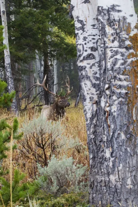 Framed Print : Rocky Mountain Bull Elk Resting Among Aspens Framed Print : Rocky Mountain Bull Elk Resting Among Aspens