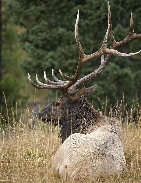 Rocky mountain bull elk resting, Cervus elaphus, Yellowstone National Park, WY, wild