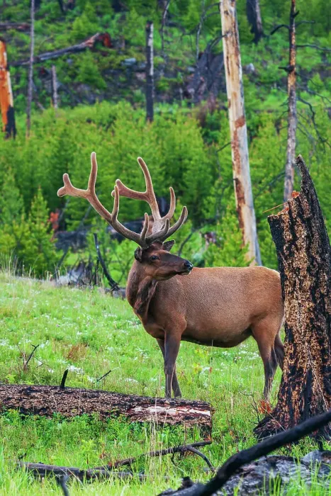 Framed Print : Rocky Mountain bull elk, Spring time in the Rockies, Wyoming, USA Framed Print : Rocky Mountain bull elk, Spring time in the Rockies, Wyoming, USA