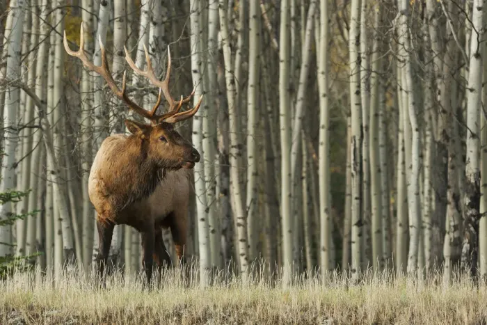 Framed Print : Rocky Mountain bull elk, thick aspens Framed Print : Rocky Mountain bull elk, thick aspens