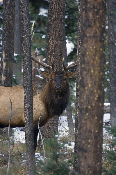 Rocky Mountain Bull Elk in thick timber