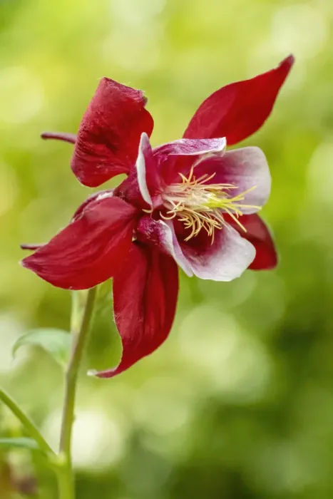 Framed Print : Rocky Mountain Columbine in bloom