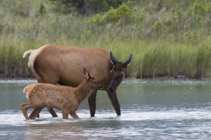 Framed Print : Rocky Mountain Cow Elk and Calf