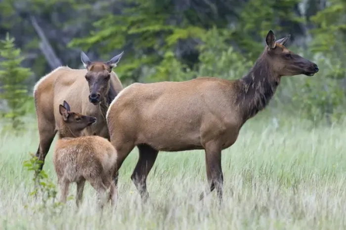 Framed Print : Rocky Mountain Cow Elk with Calf Framed Print : Rocky Mountain Cow Elk with Calf