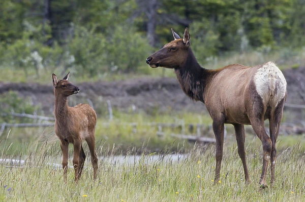 Rocky Mountain Cow Elk with Calf
