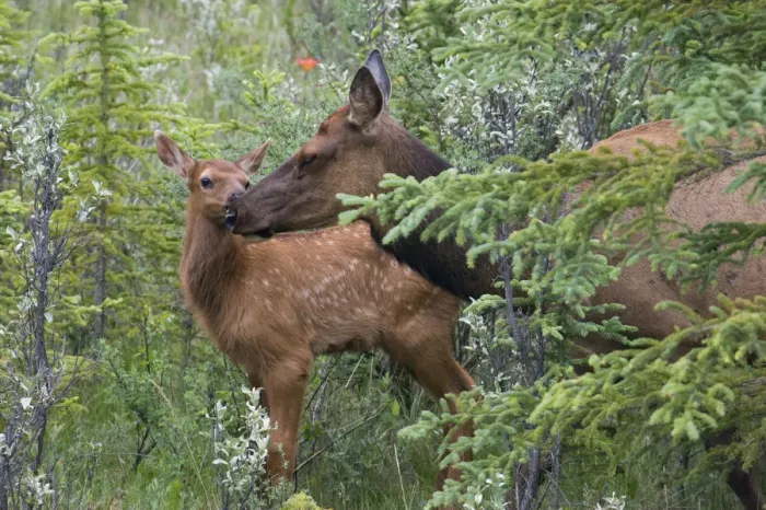 Framed Print : Rocky Mountain Cow Elk with Calf Framed Print : Rocky Mountain Cow Elk with Calf