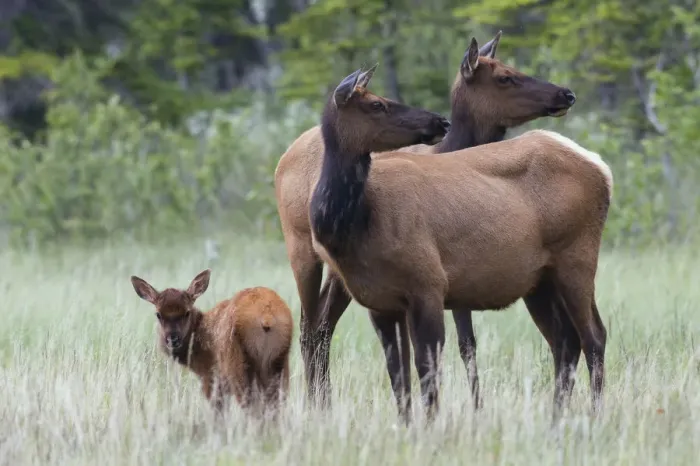 Framed Print : Rocky Mountain Cow Elk with Calf Framed Print : Rocky Mountain Cow Elk with Calf