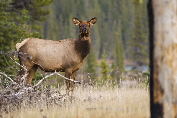 Rocky Mountain cow elk, old burn