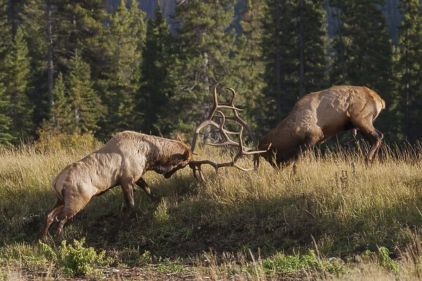 Rocky Mountain elk bull fighting