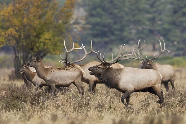 Rocky Mountain elk, bulls compete for cows