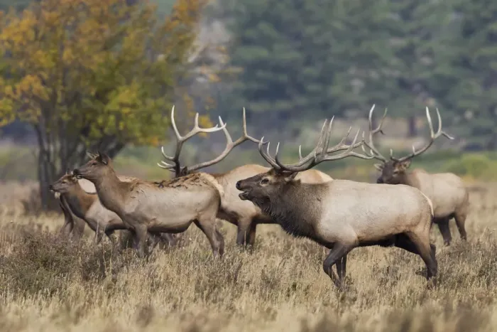Framed Print : Rocky Mountain elk, bulls compete for cows