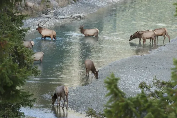 Framed Print : Rocky Mountain Elk Herd Crossing Mountain Stream Framed Print : Rocky Mountain Elk Herd Crossing Mountain Stream