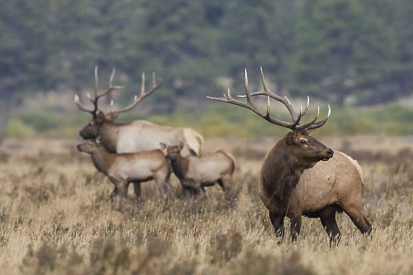 Rocky Mountain elk, the rut