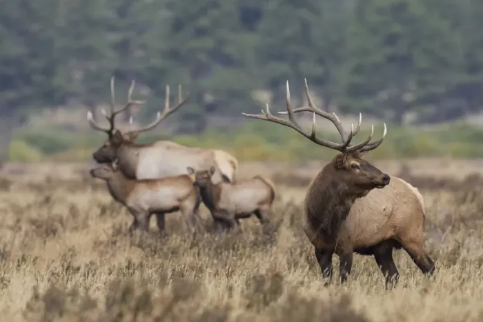 Framed Print : Rocky Mountain elk, the rut